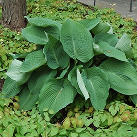 'Blue Angel' Hosta