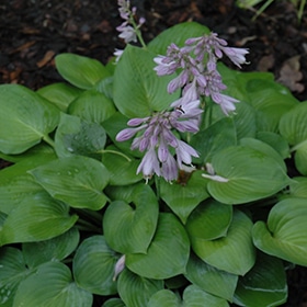 'Blue Cadet' Hosta