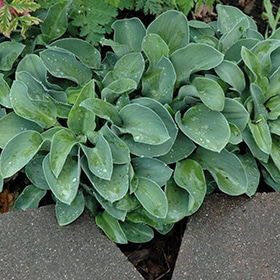 'Blue Mouse Ears' Hosta