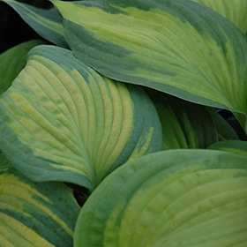 'Brother Stefan' Hosta