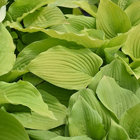'Coast To Coast' Hosta