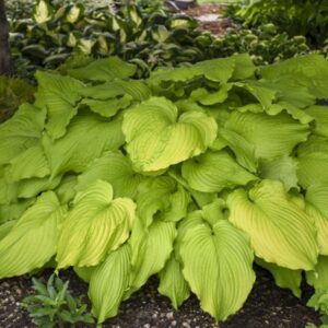 'Dancing Queen' Hosta