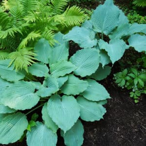 'Diamond Lake' Hosta
