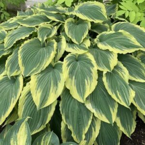 'Drop-Dead Gorgeous' Hosta