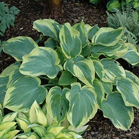 'Earth Angel' Hosta