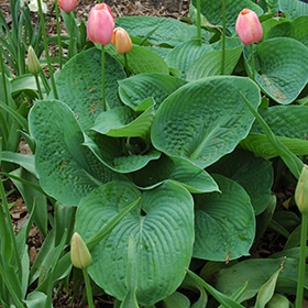 Elegant Blue Hosta