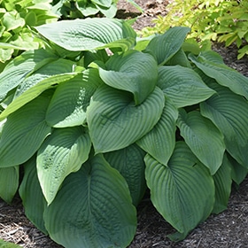 'Empress Wu' Hosta