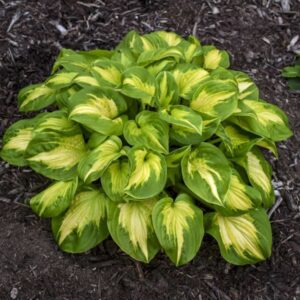 'Etched Glass' Hosta