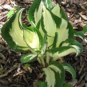 'Fire & Ice' Hosta