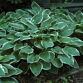 'Francee' Hosta