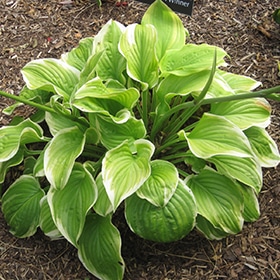 'Fragrant Bouquet' Hosta
