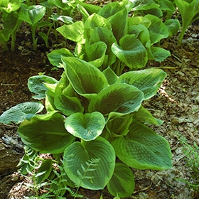 'Francis Williams' Hosta