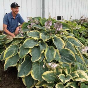'Gigantosaurus’ Shadowland Hosta