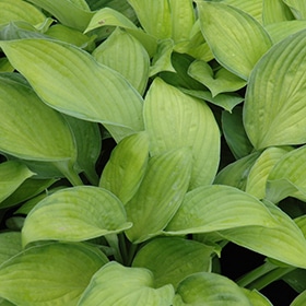 'Gold Standard' Hosta