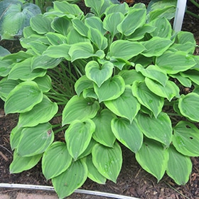 'Golden Tiara' Hosta