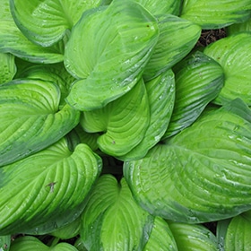 'Guacamole' Hosta