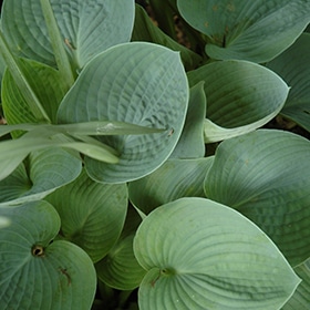 'Hadspen Blue' Hosta