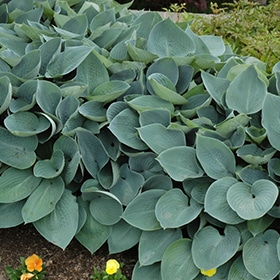 'Halcyon Hosta'