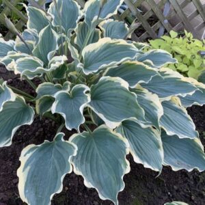 'Hope Springs Eternal' Hosta