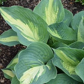 'Hudson Bay' Hosta