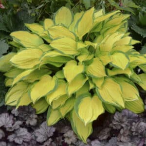 'Island Breeze' Hosta