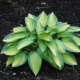 'June' Hosta