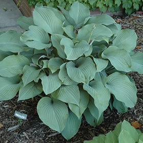 'Krossa Regal' Hosta