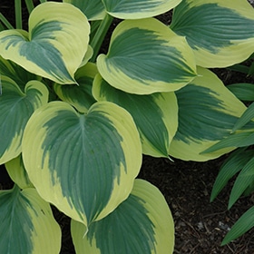'Liberty' Hosta #1