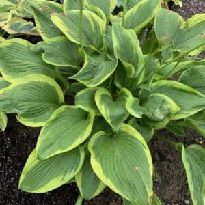 'Lone Star' Shadowland Hosta