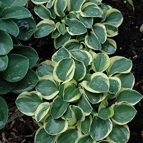 'Mighty Mouse' Hosta