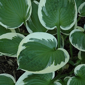 'Minuteman' Hosta