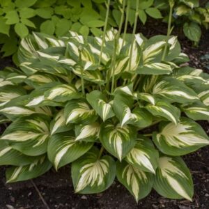 'Miss America' Hosta