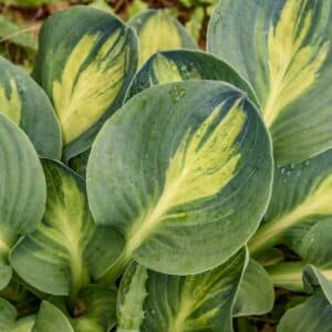 'Mouseketeer' Hosta