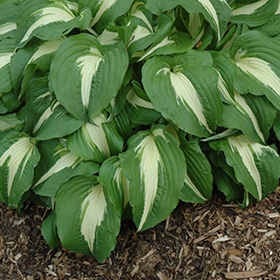 'Night Before Christmas' Hosta