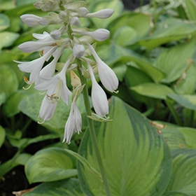 'Paradigm' Hosta