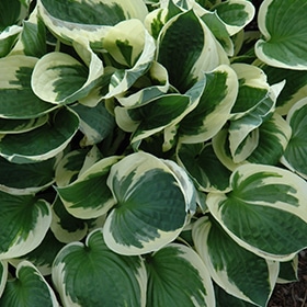 'Patriot' Hosta #1