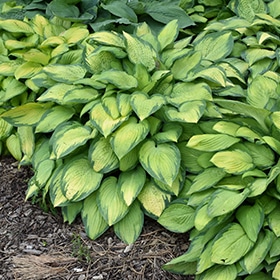 Paul's Glory' Hosta