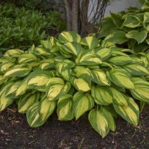 'Rainbow's End Hosta