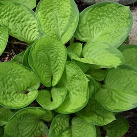 'Rainforest Sunrise' Hosta