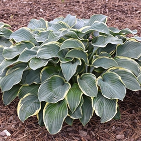'Regal Splendor' Hosta #1