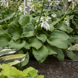 'Royal Crest' Hosta