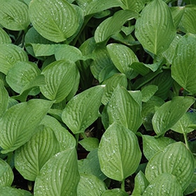 'Royal Standard' Hosta