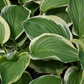 'Royal Wedding' Hosta