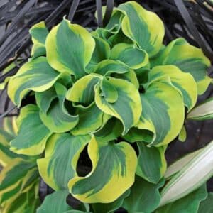 'Schoolmouse' Hosta