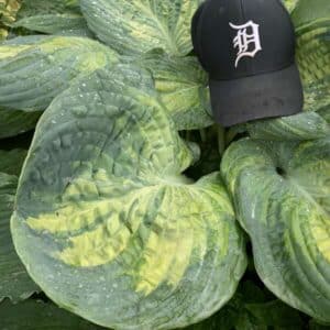 'Sound of Music' Shadowland Hosta
