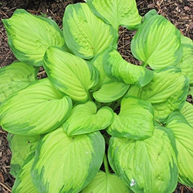 'Stained Glass' Hosta