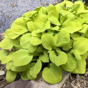 'Sun Mouse' Hosta