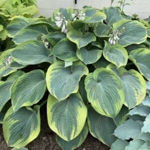 'Terms Of Endearment' Hosta