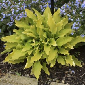 'Time In A Bottle' Hosta