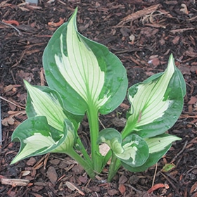 'Whirlwind' Hosta